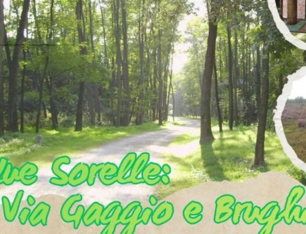Camminata guidata nella brughiera di Tornavento